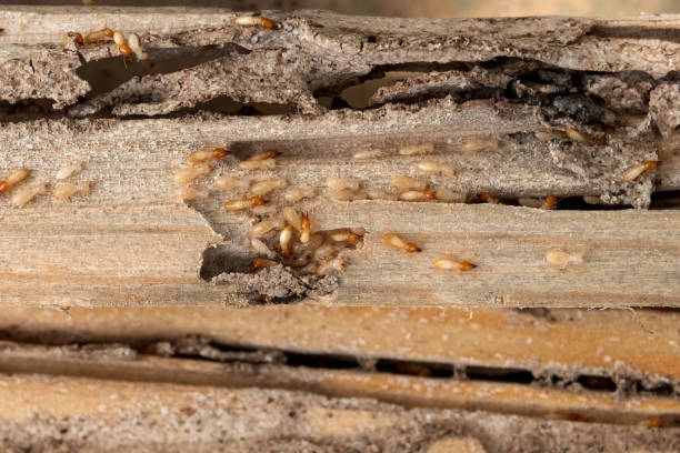 Pest Prevention Services in Buckeye Lake, OH